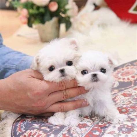 maltese rescue indiana|maltese dogs up for adoption.